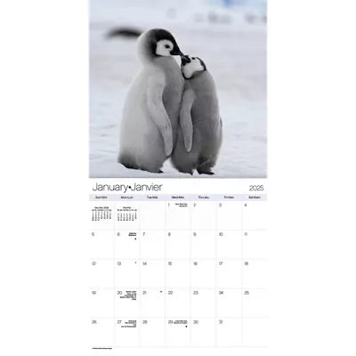 Calendrier mural bilingue français 2025 de Trends International sur les bébés animaux 