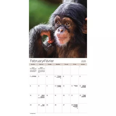 Calendrier mural bilingue français 2025 de Trends International sur les bébés animaux 