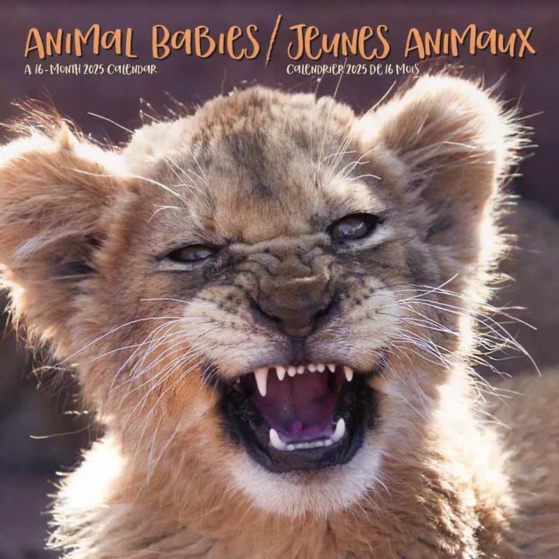 Calendrier mural bilingue français 2025 de Trends International sur les bébés animaux 