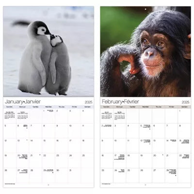 Calendrier mural bilingue français 2025 de Trends International sur les bébés animaux 
